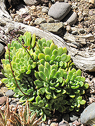 Sovereign Blue Echeveria (Echeveria 'Sovereign Blue') at Lakeshore Garden Centres