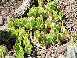 Trailing Jade (Senecio jacobsenii) at Lakeshore Garden Centres