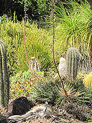 Leopold Agave (Agave x leopoldii) at Lakeshore Garden Centres