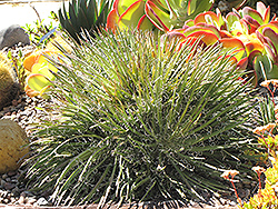 Leopold Agave (Agave x leopoldii) at Lakeshore Garden Centres