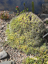 Abromeitiella (Deuterocohnia lorentziana) at Lakeshore Garden Centres