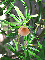 Apricot Flowered Oleander (Thevetia peruviana 'Apricot') at Lakeshore Garden Centres