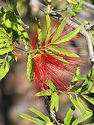 Brazilian Flame Bush (Calliandra tweedii) at Lakeshore Garden Centres