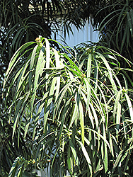 Long Leafed Yellowood (Podocarpus henkelii) at Lakeshore Garden Centres