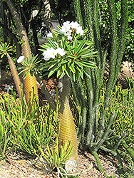Madagascar Palm (Pachypodium lamerei) at Lakeshore Garden Centres