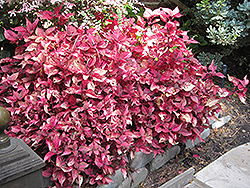 Blood Leaf (Iresine herbstii) at Lakeshore Garden Centres