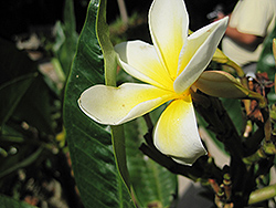 Celadine Frangipani (Plumeria 'Celadine') at Lakeshore Garden Centres