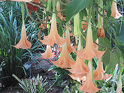 Pink Panther Angel's Trumpet (Brugmansia 'Pink Panther') at Lakeshore Garden Centres