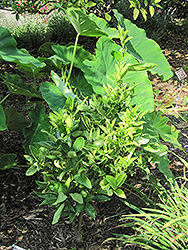 Gold Nugget Mandarin (Citrus reticulata 'Gold Nugget') at Lakeshore Garden Centres
