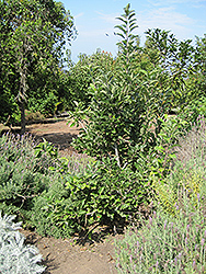 Anna Apple (Malus 'Anna') at Lakeshore Garden Centres