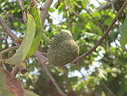 Cherimoya (Annona cherimola) at Lakeshore Garden Centres