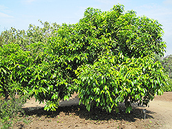 Black Sapote (Diospyros digyna) at Lakeshore Garden Centres