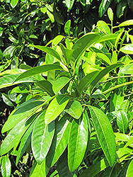 Black Sapote (Diospyros digyna) at Lakeshore Garden Centres