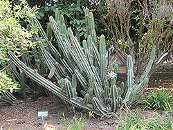 Peruvian Apple Cactus (Cereus peruvianus) at Golden Acre Home & Garden