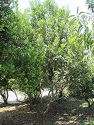 Meiwa Kumquat (Fortunella crassifolia 'Meiwa') at Lakeshore Garden Centres