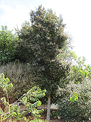 Magenta Cherry (Syzygium paniculatum) at Lakeshore Garden Centres
