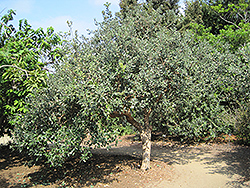 Triumph Pineapple Guava (Acca sellowiana 'Triumph') at Lakeshore Garden Centres