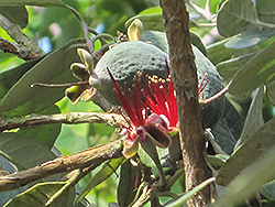 Triumph Pineapple Guava (Acca sellowiana 'Triumph') at Lakeshore Garden Centres