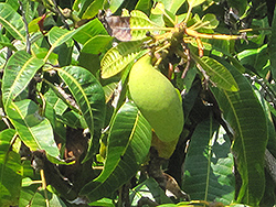 Mango (Mangifera indica) at Lakeshore Garden Centres