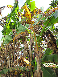 Kru Banana (Musa 'Kru') at A Very Successful Garden Center