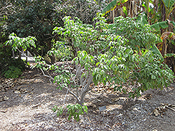 Spanish Lime (Melicoccus bijugatus) at Lakeshore Garden Centres