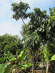 Davidson's Plum (Davidsonia pruriens) at Lakeshore Garden Centres