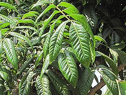 Davidson's Plum (Davidsonia pruriens) at Lakeshore Garden Centres