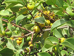 Common Guava (Psidium guajava) at Lakeshore Garden Centres