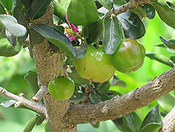 Acerola (Malpighia emarginata) at Lakeshore Garden Centres