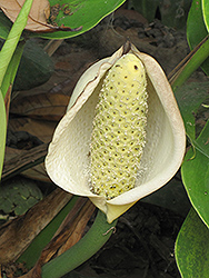 Monstera Deliciosa Plant (Monstera deliciosa) at Lakeshore Garden Centres
