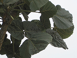 Broad-leaved Coral Tree (Erythrina latissima) at Lakeshore Garden Centres