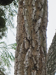 Broad-leaved Coral Tree (Erythrina latissima) at Lakeshore Garden Centres
