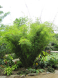 Tibetan Princess Bamboo (Himalayacalamus asper) at Lakeshore Garden Centres