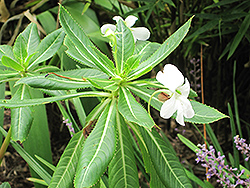 Poor Man's Rhododendron (Impatiens sodenii) at Lakeshore Garden Centres