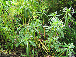 Poor Man's Rhododendron (Impatiens sodenii) at Lakeshore Garden Centres