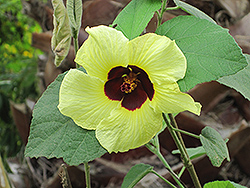 Formosan Hibiscus (Hibiscus taiwanensis) at Lakeshore Garden Centres