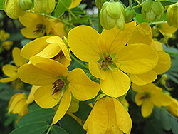 Golden Senna (Senna surattensis) at Lakeshore Garden Centres