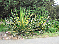 Variegated Sword Lily (Furcraea selloa var. marginata) at Lakeshore Garden Centres