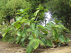Dinner Plate Fig (Ficus dammaropsis) at Lakeshore Garden Centres
