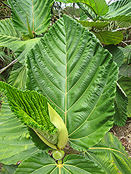 Dinner Plate Fig (Ficus dammaropsis) at Lakeshore Garden Centres