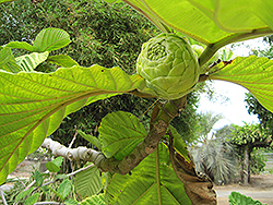 Dinner Plate Fig (Ficus dammaropsis) at Lakeshore Garden Centres