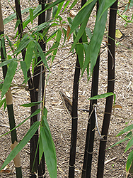 Timor Black Bamboo (Bambusa lako) at Lakeshore Garden Centres