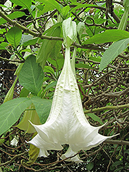 Betty Marshall Angel's Trumpet (Brugmansia 'Betty Marshall') at Lakeshore Garden Centres