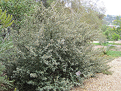 Ivory Bells Correa (Correa 'Ivory Bells') at Lakeshore Garden Centres