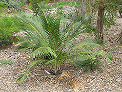 Zamia (Macrozamia riedlei) at Lakeshore Garden Centres