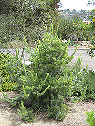 Sweet Hakea (Hakea drupacea) at Lakeshore Garden Centres
