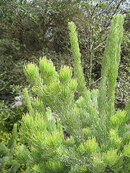 Sweet Hakea (Hakea drupacea) at Lakeshore Garden Centres
