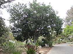 Carrotwood (Cupaniopsis anacardioides) at Lakeshore Garden Centres