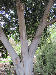 Carrotwood (Cupaniopsis anacardioides) at Lakeshore Garden Centres