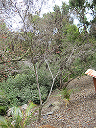Jedda's Dream Agonis (Agonis flexuosa 'Jedda's Dream') at Lakeshore Garden Centres